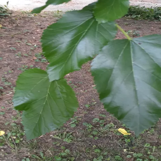 100+ Dried Organic Wildcrafted Mulberry leaves Non Pestecided