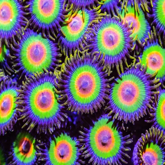 Rastas Zoanthids 3p, WYSIWYG Coral