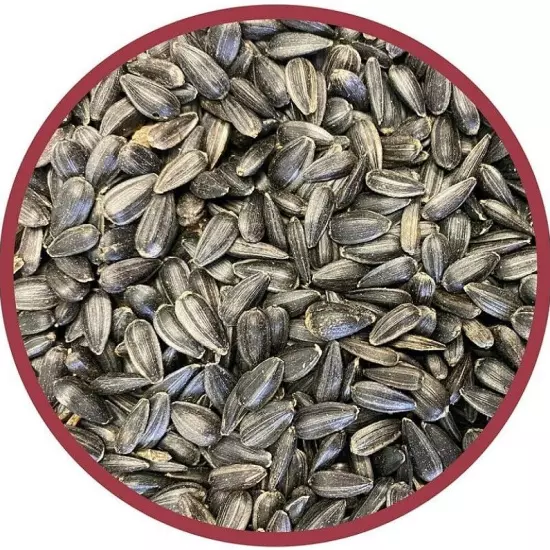 Pennington Select Black Oil Sunflower Seed Dry Wild Bird Feed, 40 lb. Bag 1 Pack