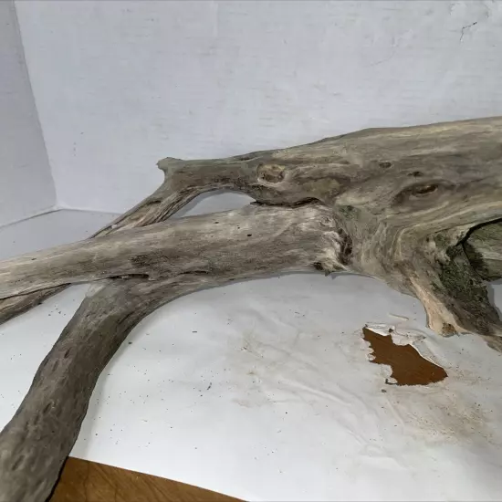 Driftwood Taxidermy Beach Lake Mountain House Wedding Reception Centerpiece