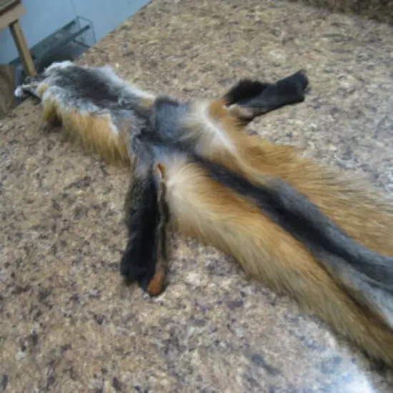 Tanned Cross Fox Furs Coats Taxidermy # 1866013 Row A-9