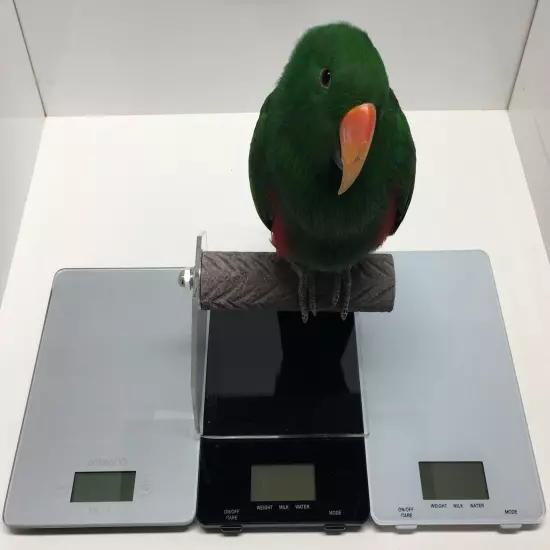 SCALE PERCH & DIGITAL GRAM / OUNCE SCALE - easily weigh your bird accurately