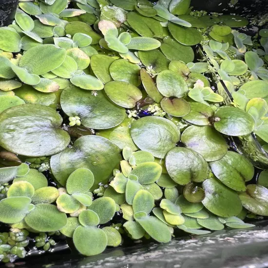 15 Dwarf Water Lettuce (35+ Leafs) Floating Aquarium Plant (Buy2Get1Free)