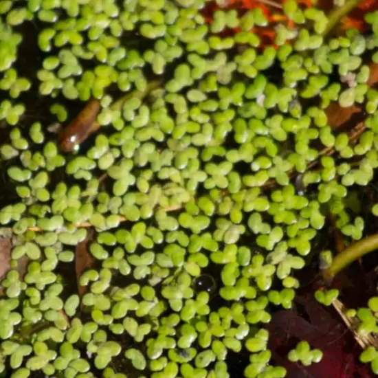 Duckweed (Lemna minor) – 25-50 Live Floating Plants for Aquariums, Ponds, and Bi