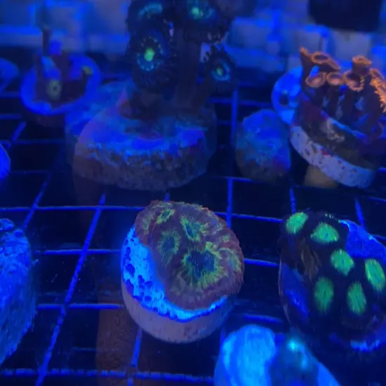 13 Mixed Frags Guaranteed 1 Hammer Or Frogspawn! Free Overnight Shipping