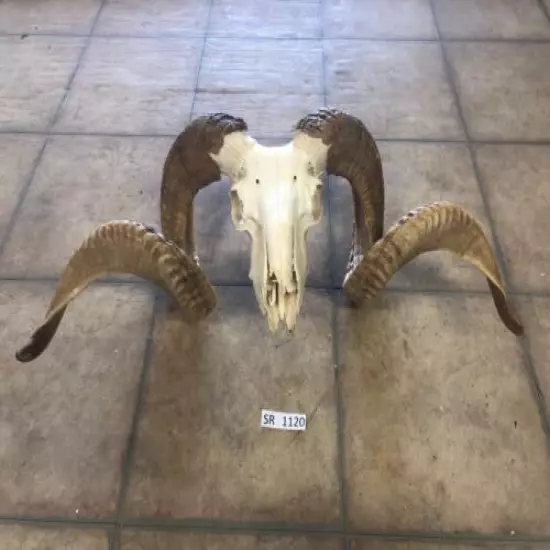 Ram Skull Exotic Wildlife ranch texas Hill Country european mount SR1120