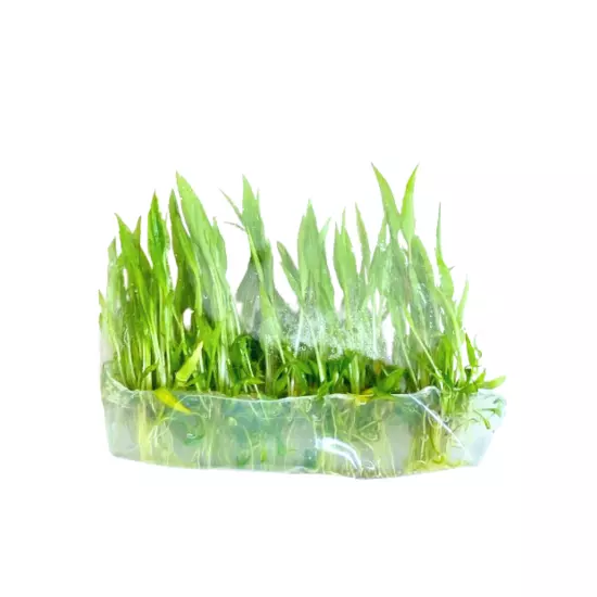 Cryptocoryne Wendtii Green Grown in Vitro Tissue Culture Premium Aquatic Plants