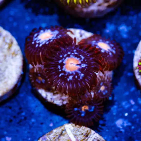 JPS Mystiques Zoanthids 5p, WYSIWYG Corals