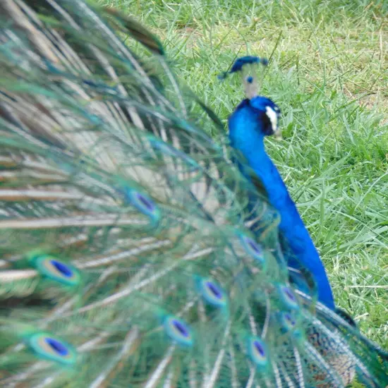 4 Peacock Peafowl Hatching Egg-India Blue Purebred-Guaranteed Fertile-Ship Now!