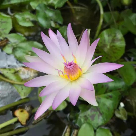 Buy2Get1Free Purple Casey Lee Slocum Tropical Waterlily Live Fresh Pond Flower