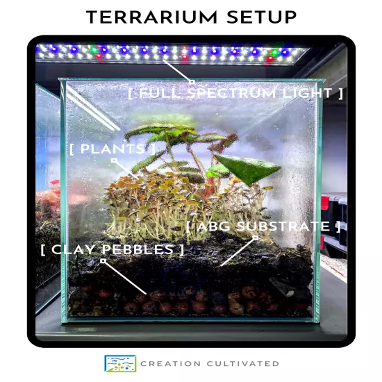 Microgramma tecta (2.5" Pot) Miniature Epiphytic Fern /Dart Frog Terrarium Plant