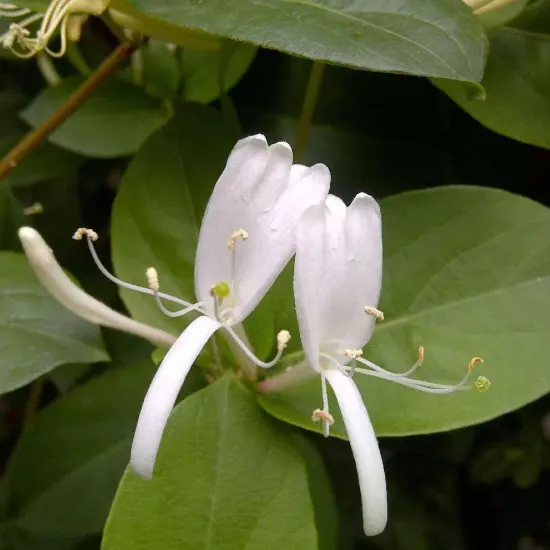 250g/ Bottle Honeysuckle Tea Bottle Clearing Heat and Detoxification Flower !