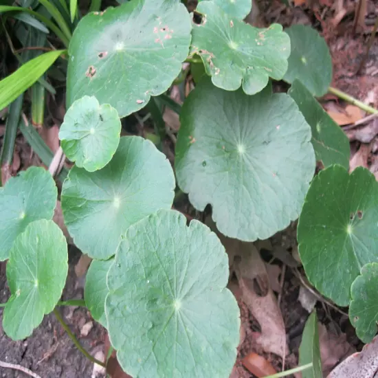 15 Brazilian Pennywort Water Ivy Hydrocotyle Live Aquarium Plant Round Leaves