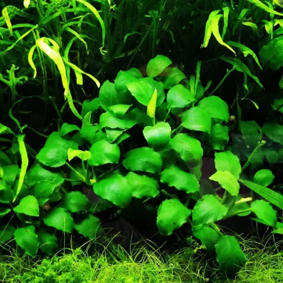 Package Loose Anubias Nana Live Aquarium Plants Decoration Tanks Freshwater Fish