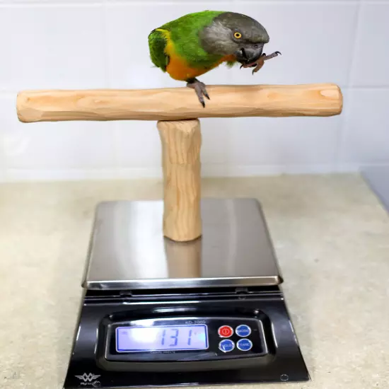 Parrot Scale - Parrot Wizard NU Perch Parrot Training Scale for Weighing Birds