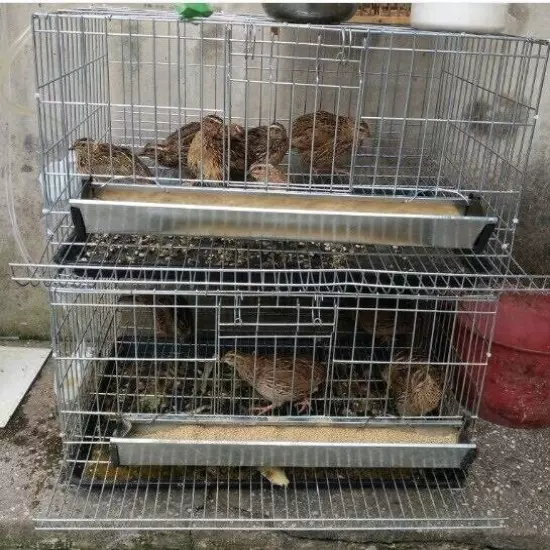 Quail Breeding Pet Cage Free Postage Australia Wide