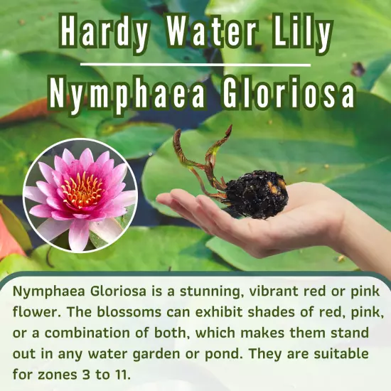 Buy2Get1Free Red Gloriosa Hardy Waterlily Live Pond Decor Plant Flower Tuber