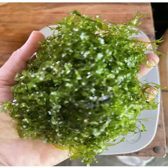 Subwassertang Moss (Round Pellia) | Aquarium Plants Factory®