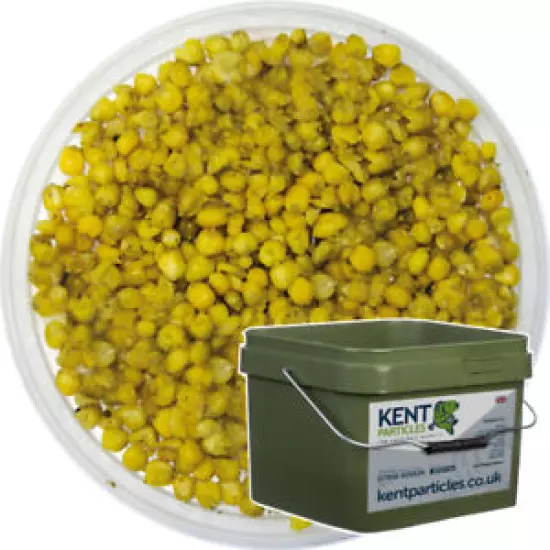 Cooked Maize - Available in 5kg 10kg 25kg buckets FREE P&P Carp Fishing Bait