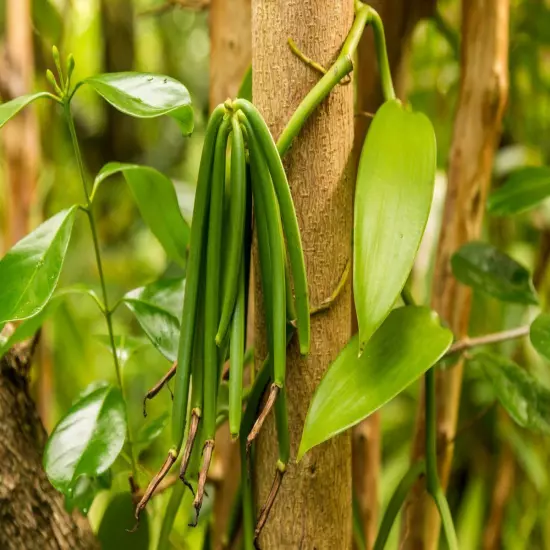 Vanilla Beans Planifolia Grade A, For Extract 1 Pound (16 OZ) ORGANIC (WHOLE)