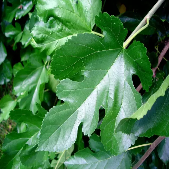 100+ Dried Organic Mulberry Leaves Crystal Red Cherry Shrimp Food Non Pesticides