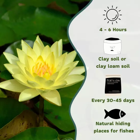 Buy2Get1Free Yellow Charlene Strawn Hardy Waterlily Live Pond Plants Flower Fish