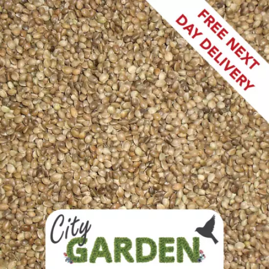 15kg Hemp Seed (Standard Size) For Wild Bird Feed & Carp Fishing