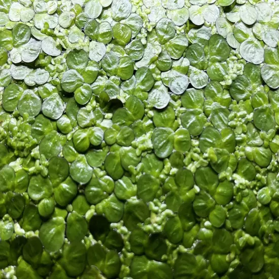 50 Pieces Of Giant Duckweed Spirodela Polyrhiza Live Floating Aquarium Plant