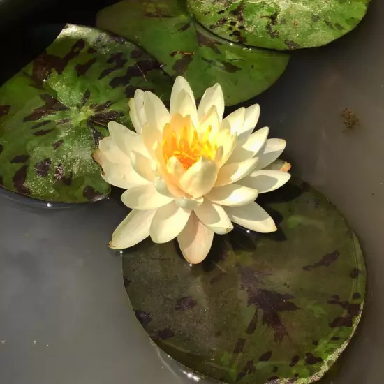 Buy2Get1Free Orange Peaches Cream Hardy Waterlily Live Pond Plants Color Flower