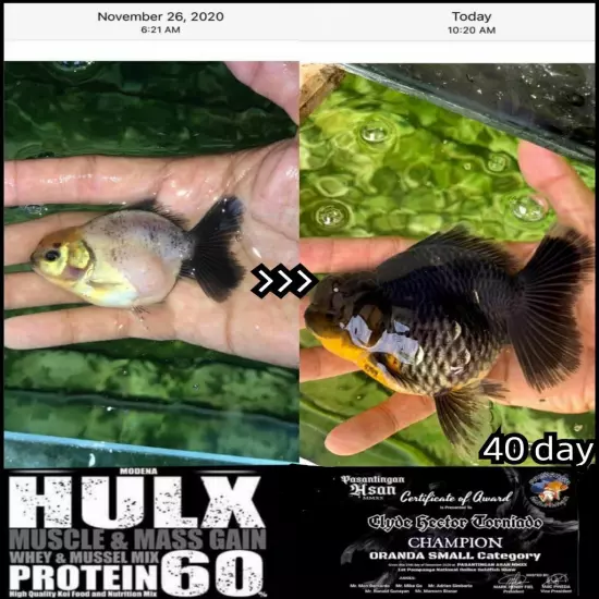 2X HULX High Quality Goldfish Food Sinking Pellets Whey Mixed High Protein 60%