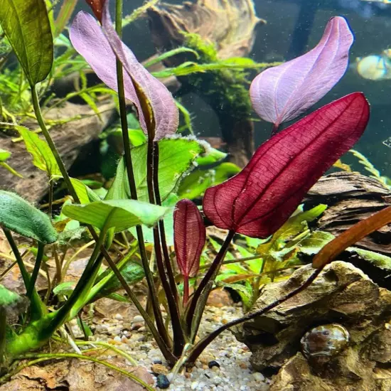 Package Bundle Echinodorus Aflame Sword Beautiful Collection Live Aquatic Plants