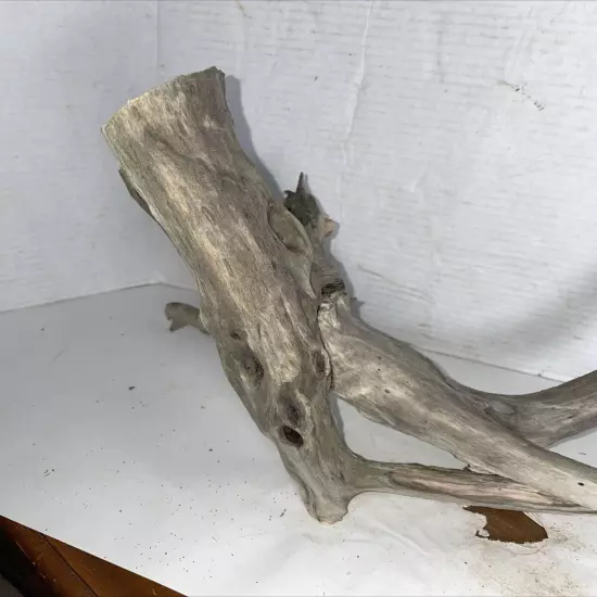 Driftwood Taxidermy Beach Lake Mountain House Wedding Reception Centerpiece