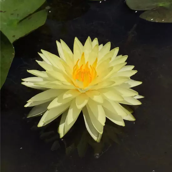 Buy2Get1Free Yellow Leuangbaangpra Hardy Waterlily Live Freshwater Plants Pond