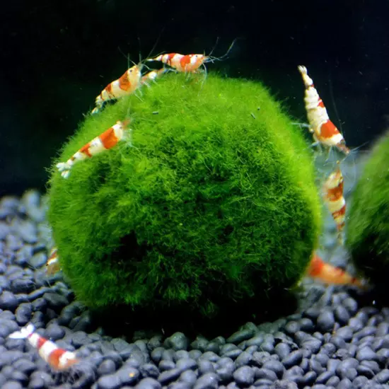 Aquarium Landscaping Decoration Green Algae Balls'