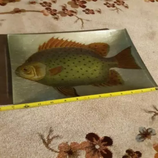 13" X 10 " pan Fish Glass Dish / Plate / tray