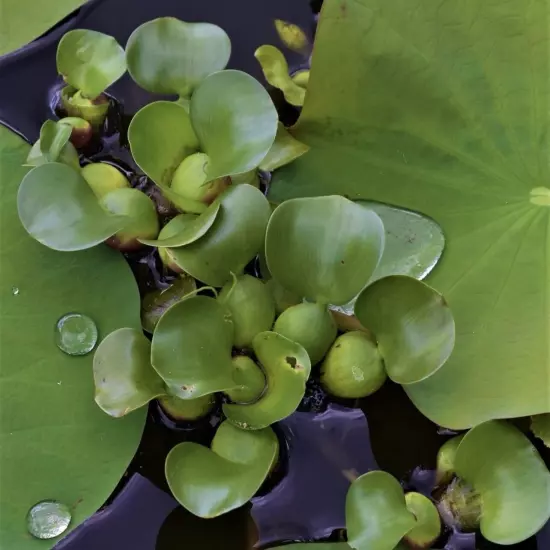 Water Hyacinth Live Aquarium Aquatic Plants