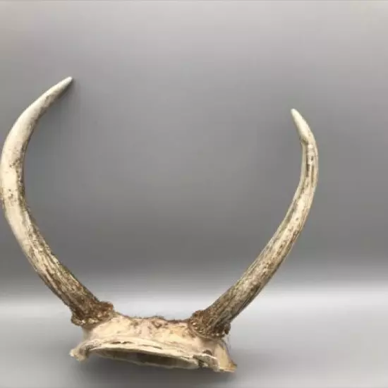 Small Mammal Antlers/Horns￼