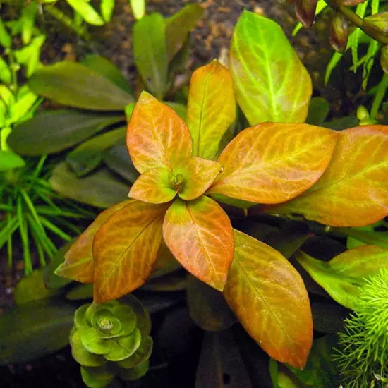 Package Bundle Ludwigia Ovalis Live Aquarium Plants Freshwater Create a Natural