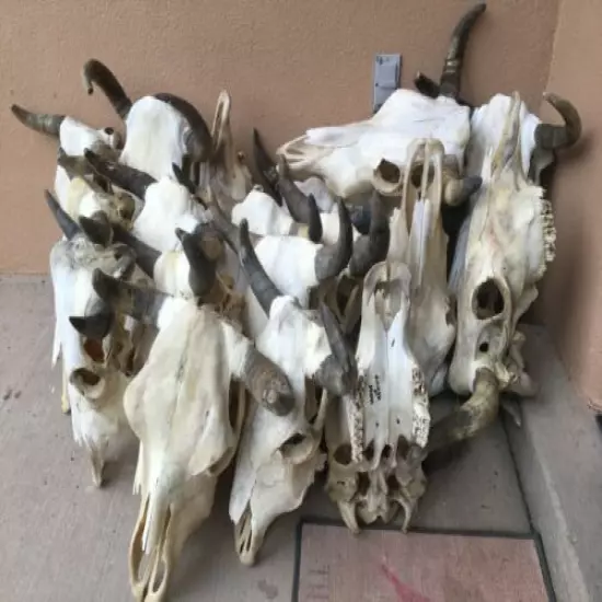 ONLY ONE STEER SKULL 18" to 22" wide HORN LONGHORN cow bull CATTLE head HORNS