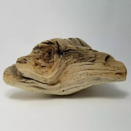 Driftwood Missouri River Cream Tan Weathered Hardwood Habitat Natural Sculpture