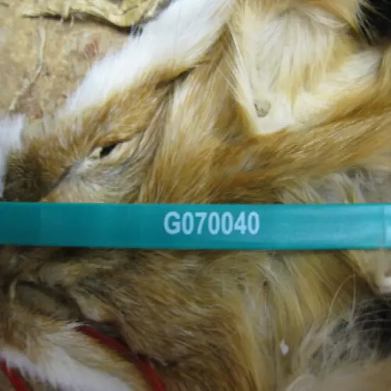 Craft Grade Tanned Red Fox Hide Furs Coats Taxidermy # G 070040 Row A-9