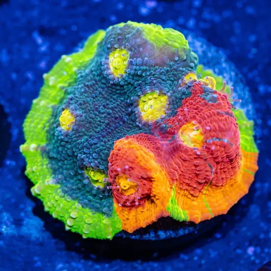 CB Rainbow Crush Chalice Coral (Large), WYSIWYG Live Coral