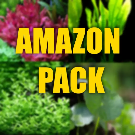 Amazon Region Aquarium plant package filled with plants from the Amazon 