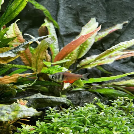 Cryptocoryne Wendtii Brown Grown in Vitro Tissue Culture Easy Aquatic Plant Tank