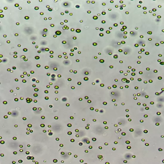 Live Chlorella for Culture: Freshwater Phytoplankton Green Water for Daphnia