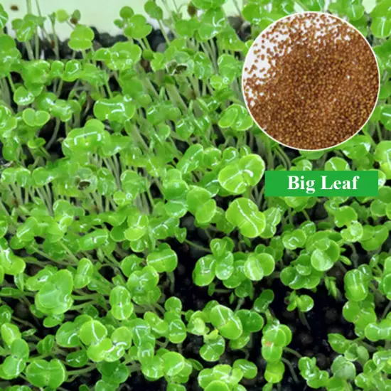 Aquarium Plant Seeds Aquatic Hair Grass Carpet Water Grass Fish Tank Easy Plant~