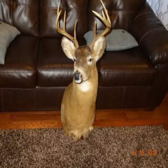 Wisconsin Buck deer taxidermy mount