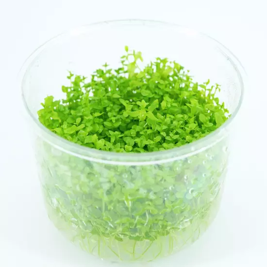 Buy2Get1Free Pearl Weed Micranthemum Tissue Culture Live Plants Aquarium Tank