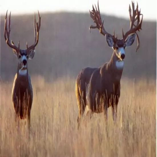 Son of the Longbow. Great new bowhunting adventures book. Marv Clyncke