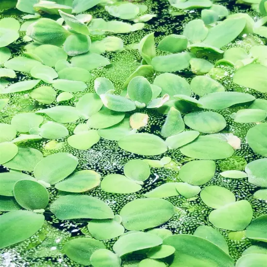 8 Water Lettuce SM/Baby Water Lettuce Freshwater Floating Plants Ponds/Tanks 